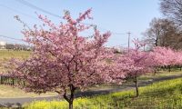 🌸幸手総合公園にてテニススクール開催🌸　ウィングローバルテニスアカデミー南栗橋
