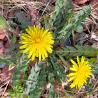 🌻タンポポがあっちこっち。。。ウィングローバルテニスアカデミー南栗橋