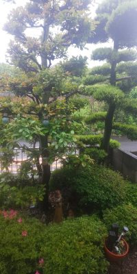 新緑・木木の葉が緑いっぱい・・・