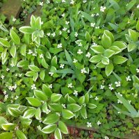 🌺🌺Hello！🍃🍃　ウィングローバルテニスアカデミー南栗橋