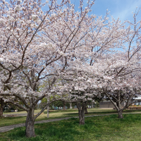 「桜満開🌸・・入学おめでとうございます！」・・ウイングローバルテニスアカデミー南栗橋