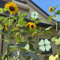 🌻暑中お見舞い申し上げます🌻　　ウィングローバルテニスアカデミー南栗橋