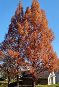 🍂🍁Hello!!  冷たい風は嫌だ～🍁　ウィングローバルテニスアカデミー南栗橋