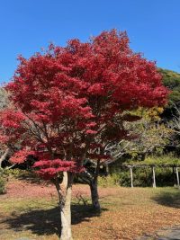 🍁 青空と紅葉のコントラスト！袖ケ浦公園で息子と秋のお散歩 🍂