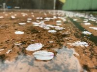 🌸桜が舞ってます🌸